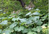 Filipendula camtschatica