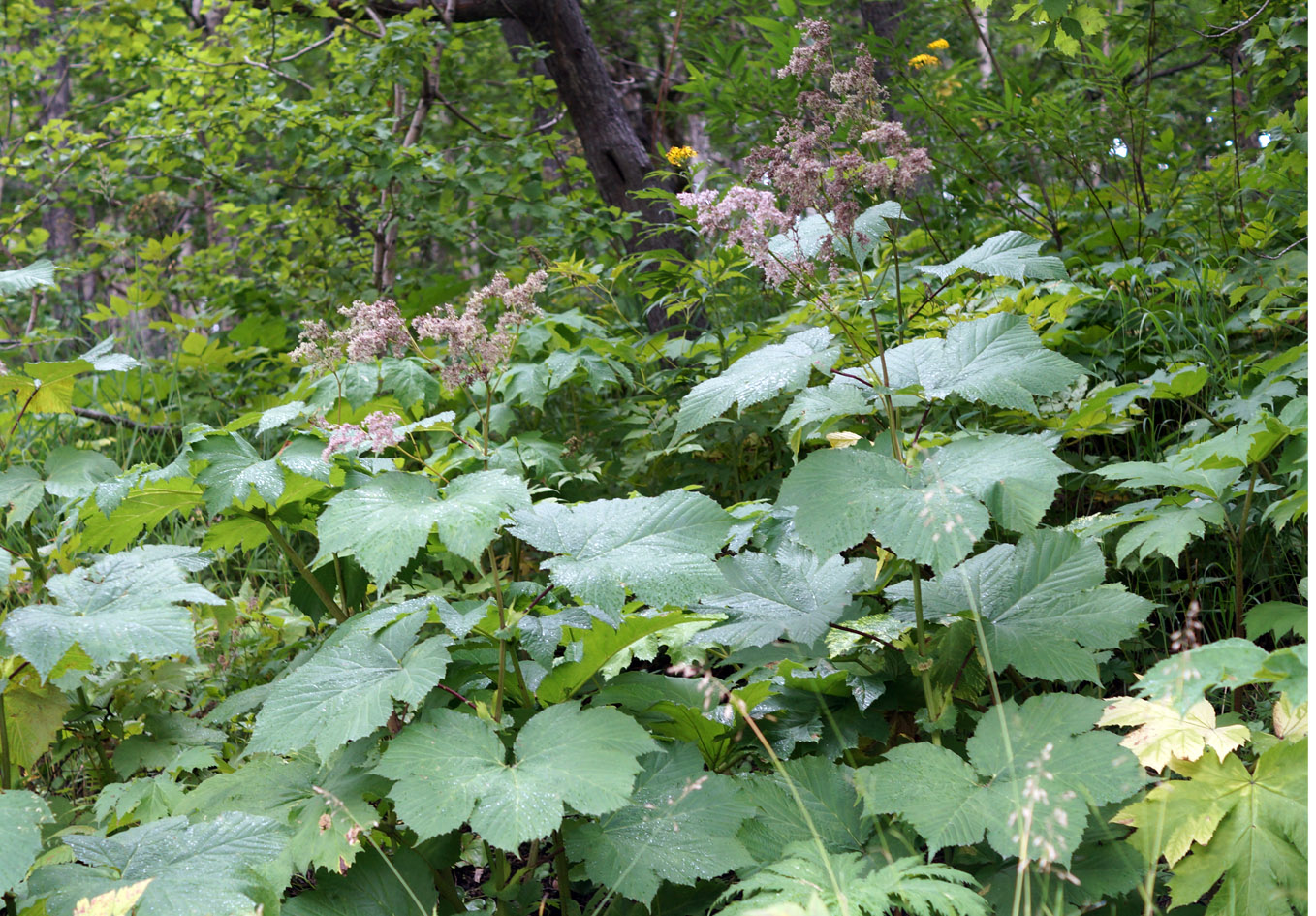 Image of Filipendula camtschatica specimen.