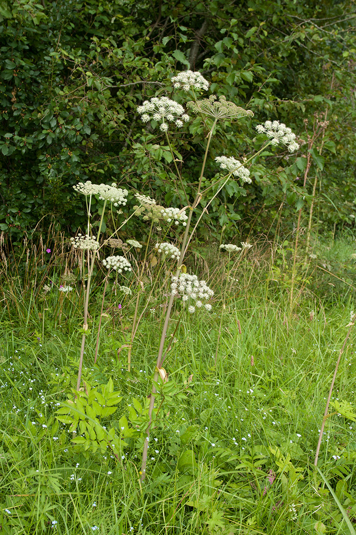 Image of Angelica sylvestris specimen.