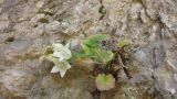 Campanula pendula