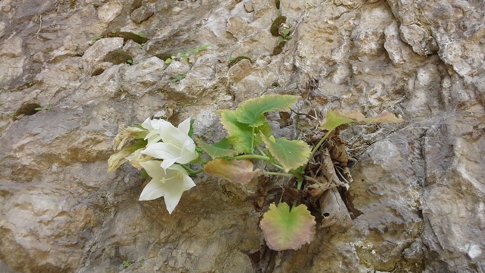 Image of Campanula pendula specimen.