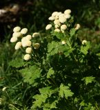 Pyrethrum parthenium