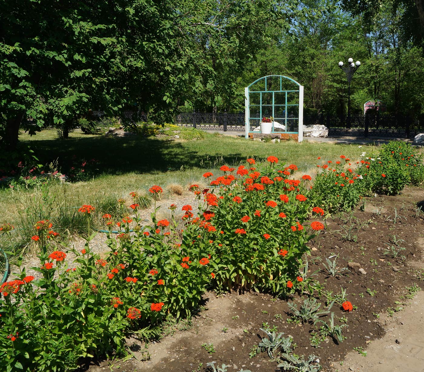 Изображение особи Lychnis chalcedonica.