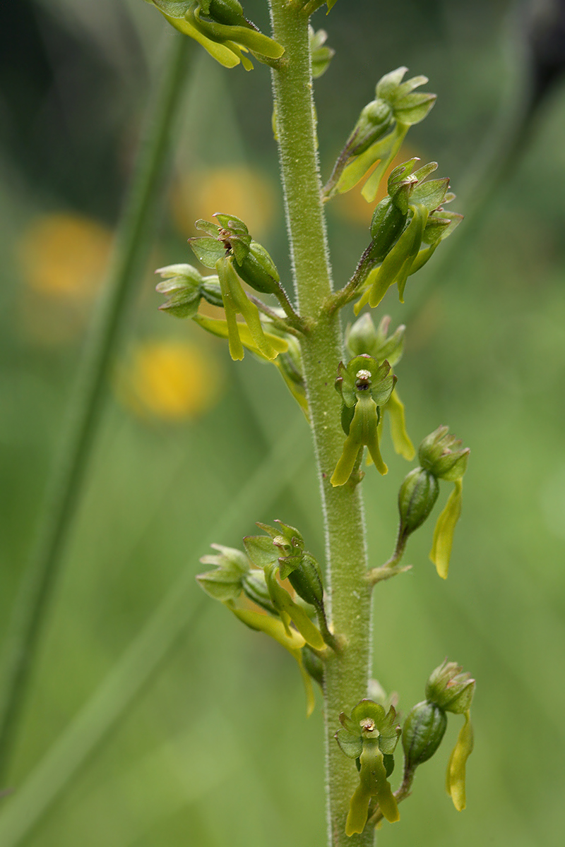 Изображение особи Listera ovata.