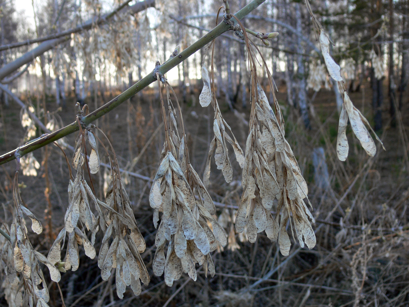 Image of Acer negundo specimen.