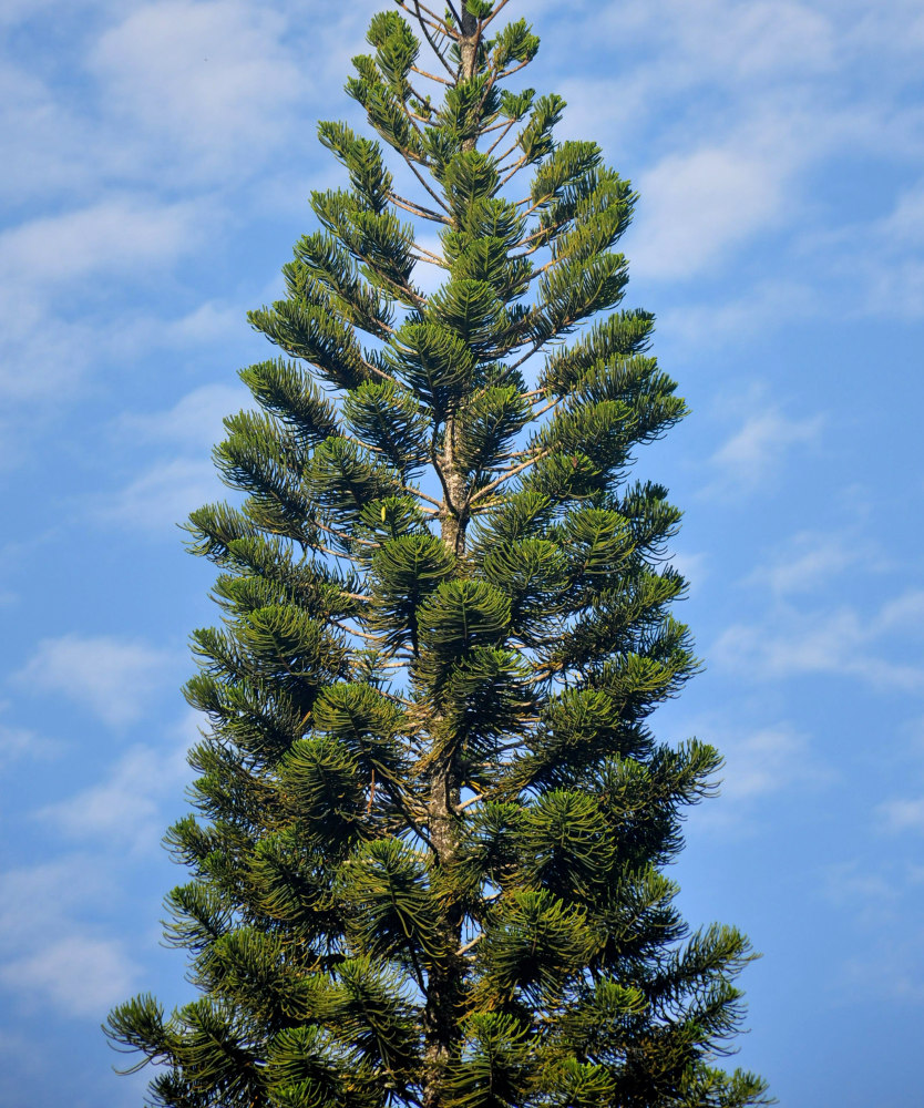 Image of Araucaria heterophylla specimen.