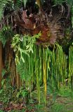 Platycerium coronarium. Спороносящее растение. Малайзия, Куала-Лумпур, в культуре. 13.05.2017.