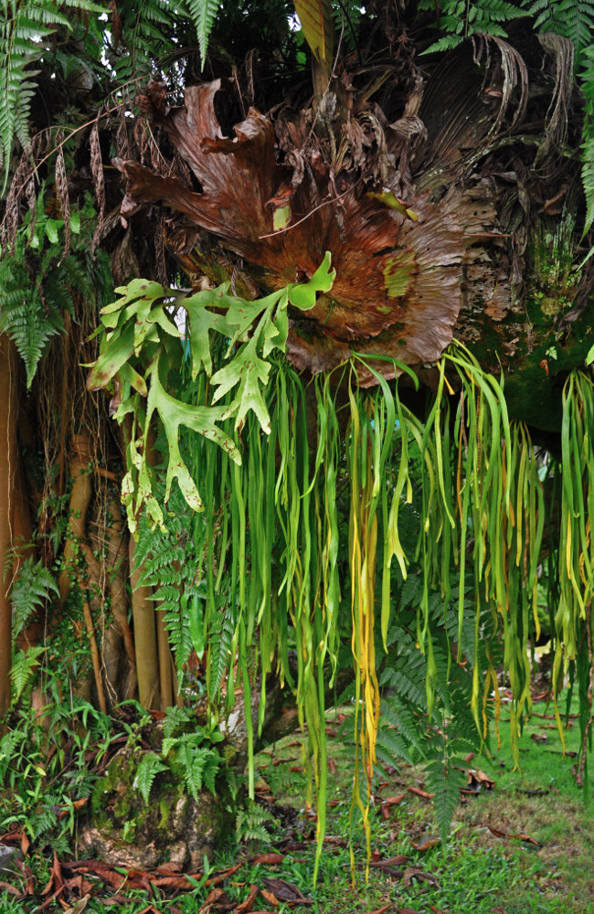 Image of Platycerium coronarium specimen.