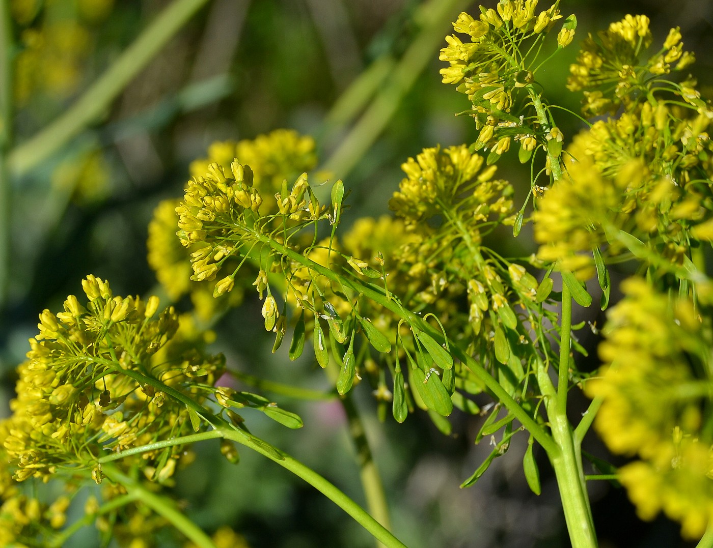 Изображение особи Isatis campestris.