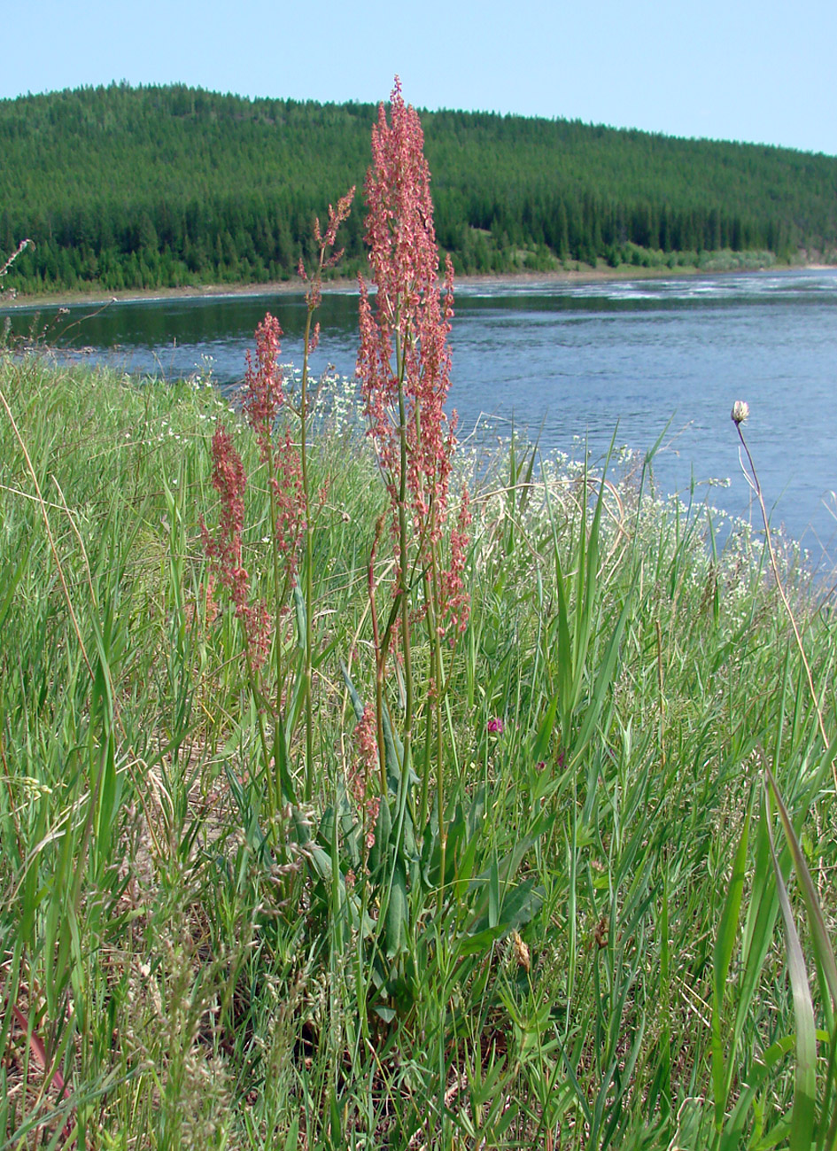 Image of Rumex thyrsiflorus specimen.