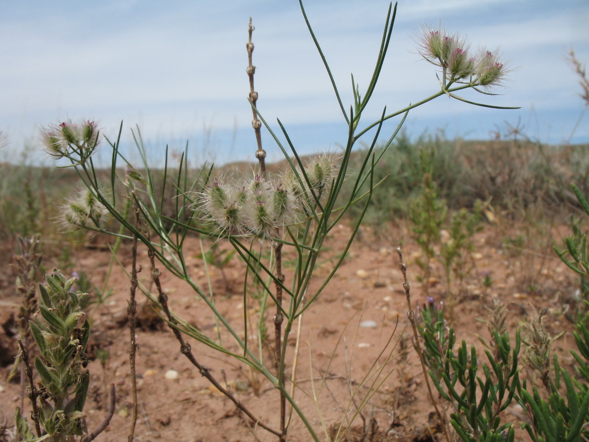 Image of Cuminum setifolium specimen.