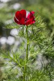 Paeonia tenuifolia. Верхушка цветущего растения. Грузия, Тбилиси, ботанический сад. 01.05.2018.