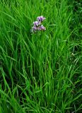 Allium angulosum. Цветущее растение. Московская обл., Орехово-Зуевский р-н, долина р. Нерская, пойменный луг. 14.06.2018.