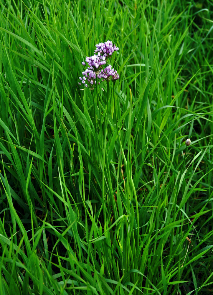 Image of Allium angulosum specimen.