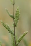 Tanacetum millefolium. Часть побега. Ростовская обл., Неклиновский р-н, пос. Мержаново, степной склон. 03.06.2018.