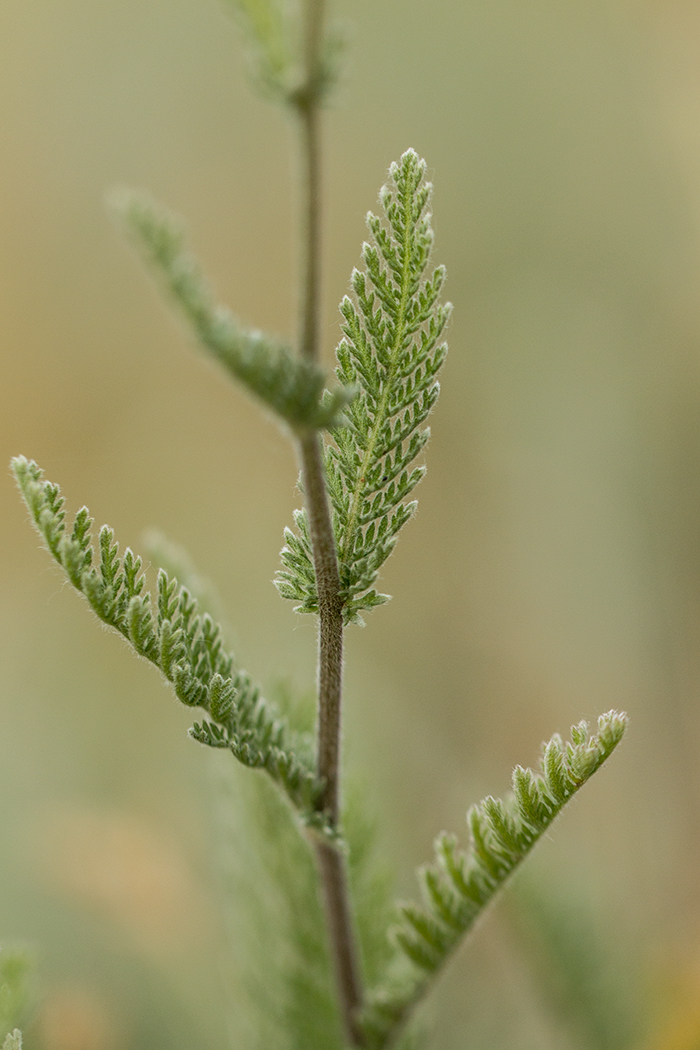 Image of Tanacetum millefolium specimen.