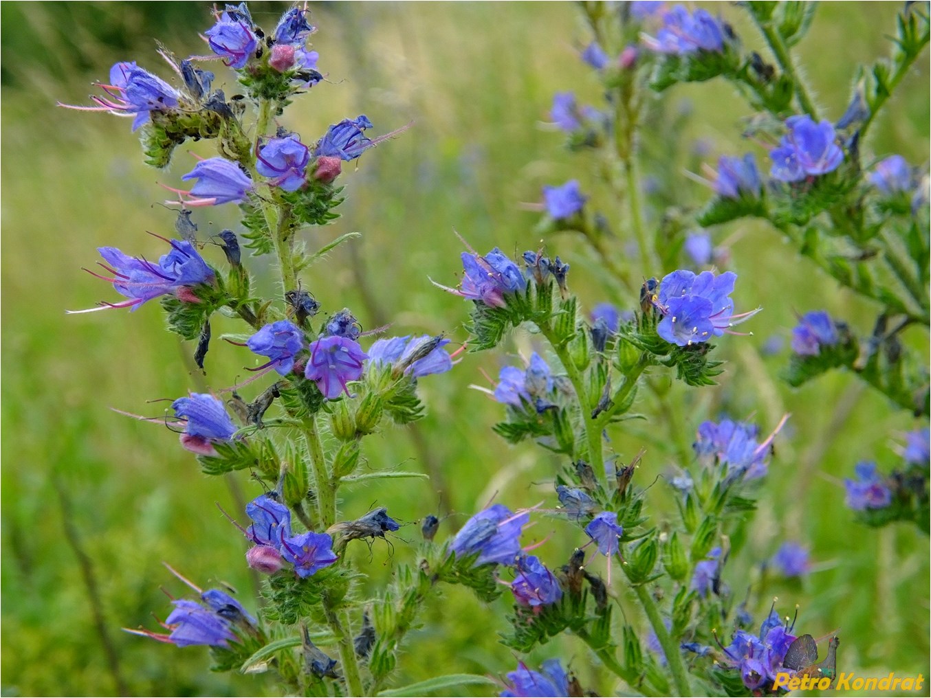 Image of Echium vulgare specimen.