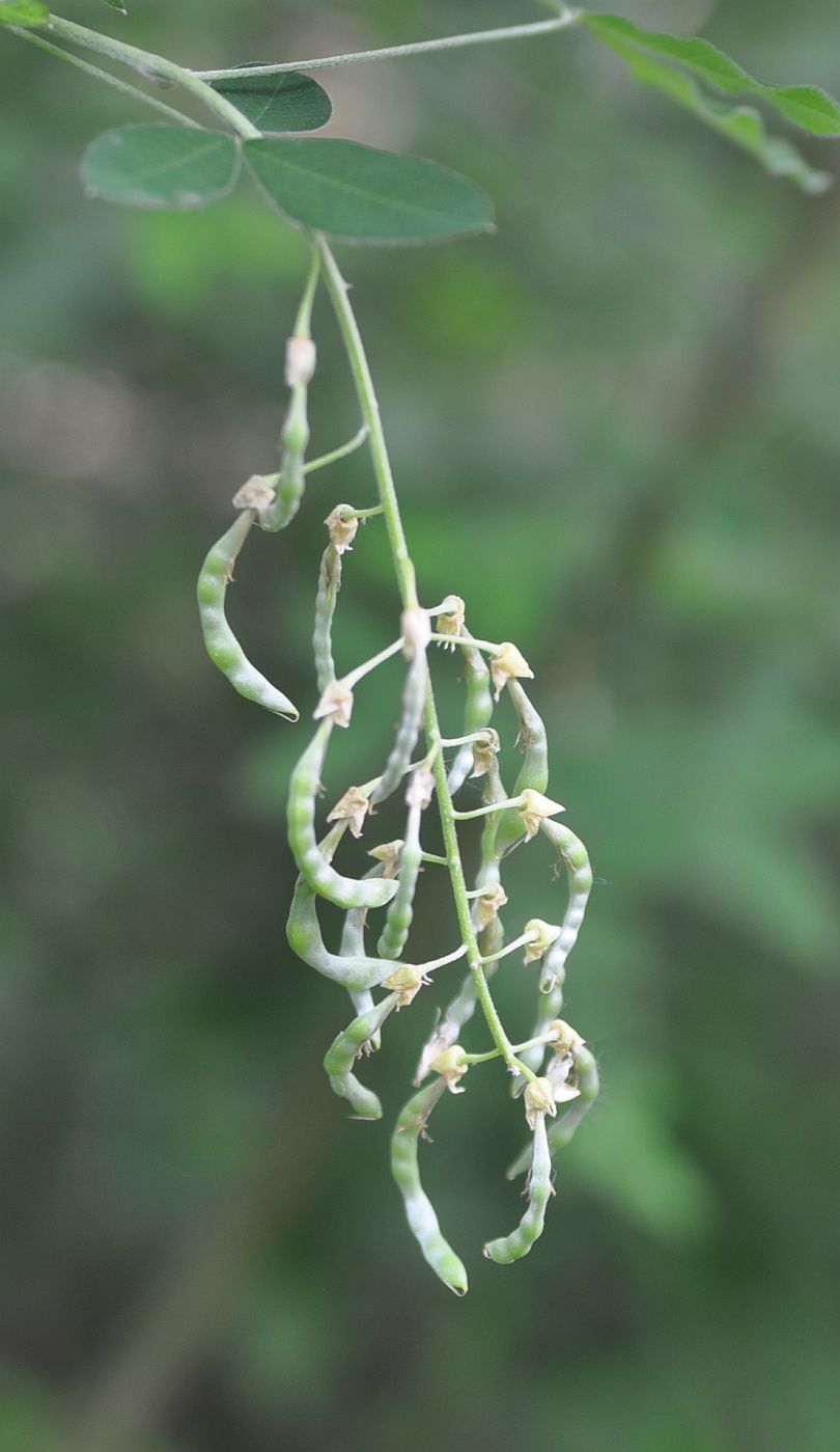 Image of Laburnum anagyroides specimen.