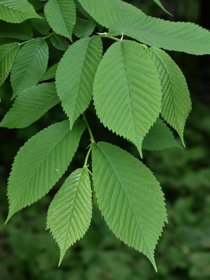 Image of Ulmus glabra specimen.