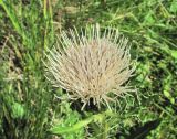 Cirsium rhizocephalum. Соцветие. Кабардино-Балкария, Эльбрусский р-н, долина р. Ирикчат, ок. 2800 м н.у.м., субальпийский луг. 06.08.2018.