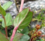 Epilobium anagallidifolium