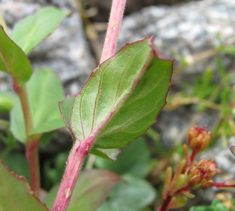 Изображение особи Epilobium anagallidifolium.