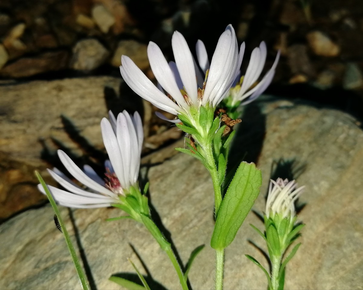 Image of Symphyotrichum novi-belgii specimen.