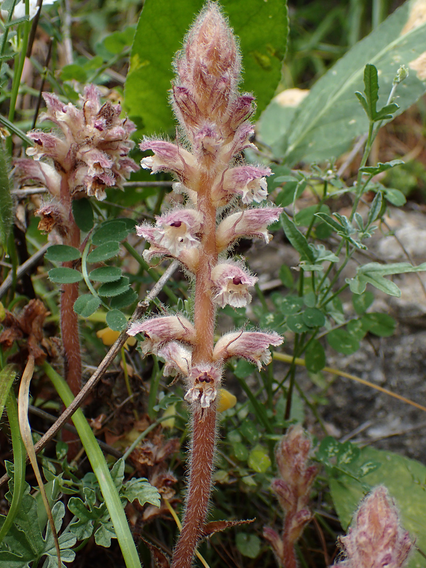 Image of Orobanche pubescens specimen.