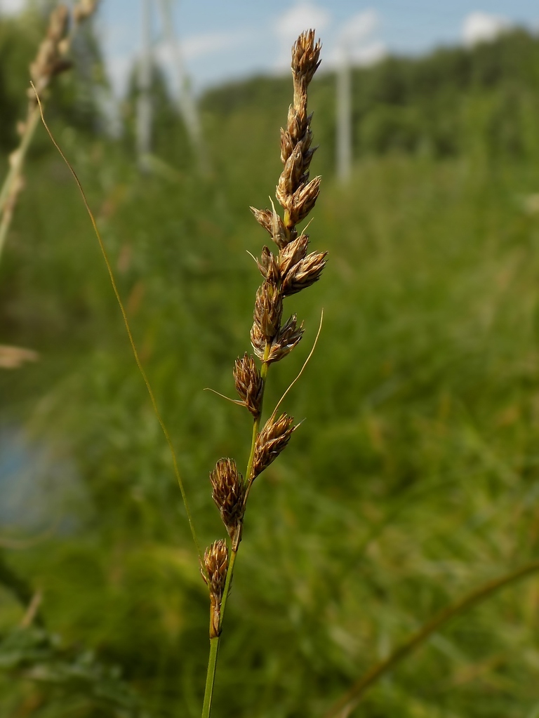 Изображение особи Carex disticha.