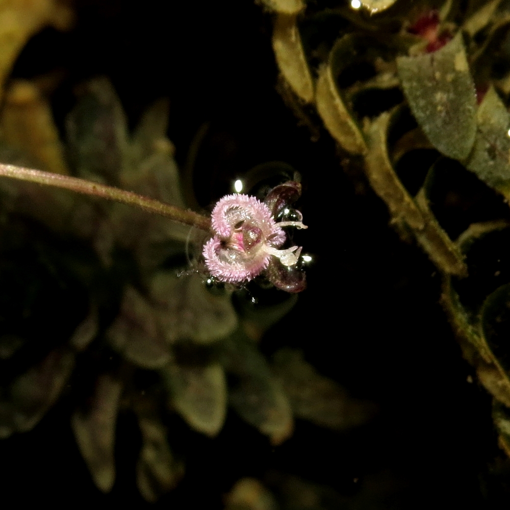 Image of Elodea canadensis specimen.