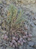 Astragalus sytinii