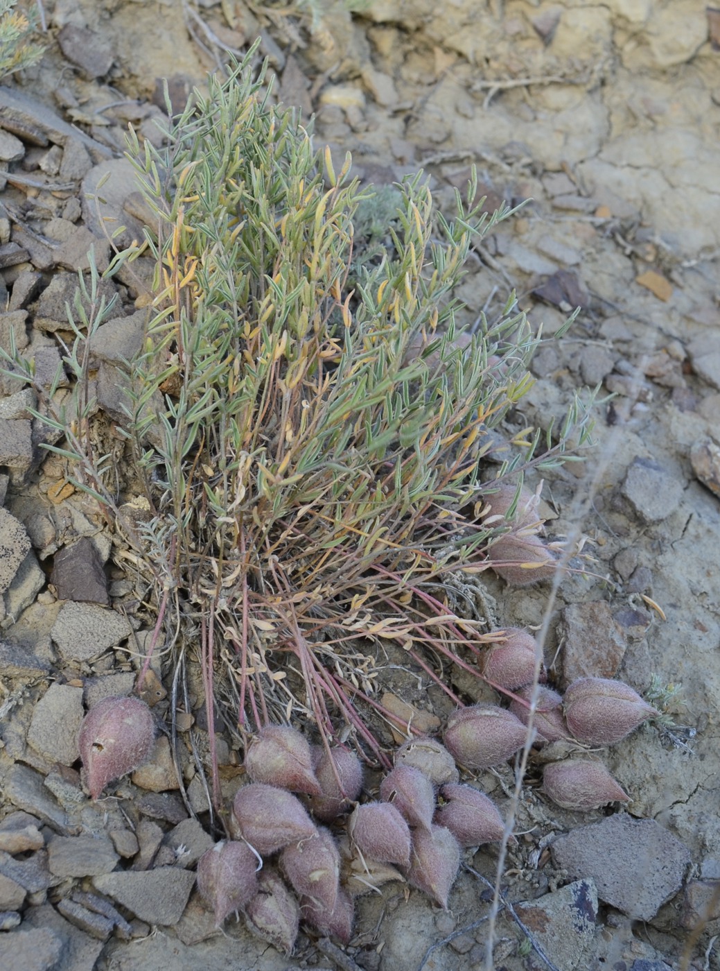 Изображение особи Astragalus sytinii.