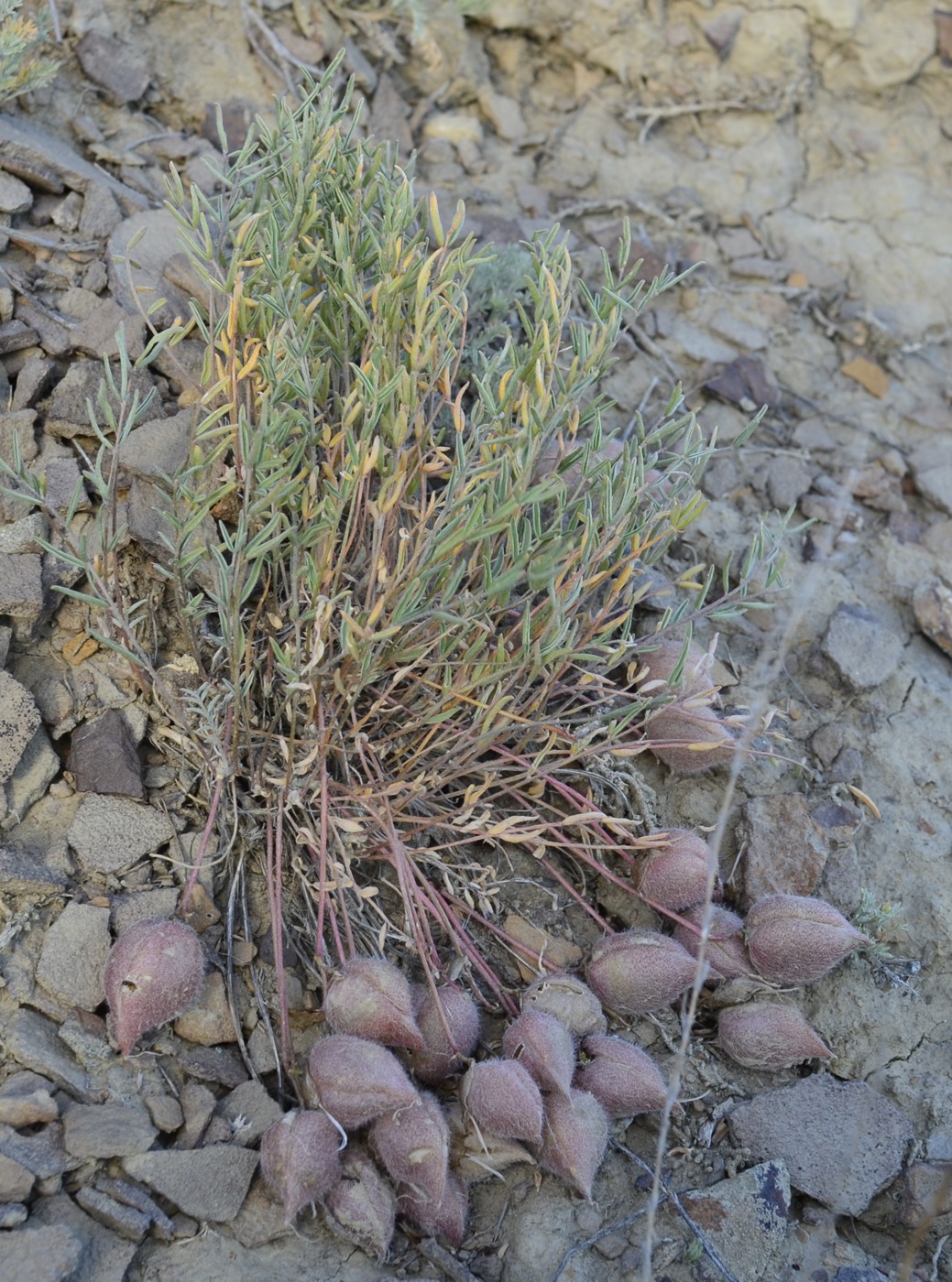 Изображение особи Astragalus pallasii.