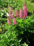 Lupinus × regalis. Цветущее растение в культуре. Украина, Киевская обл., Вышгородский р-н, севернее с. Лебедевка, дачный участок между Киевским водохранилищем и дренажным каналом. 24 мая 2010 г.