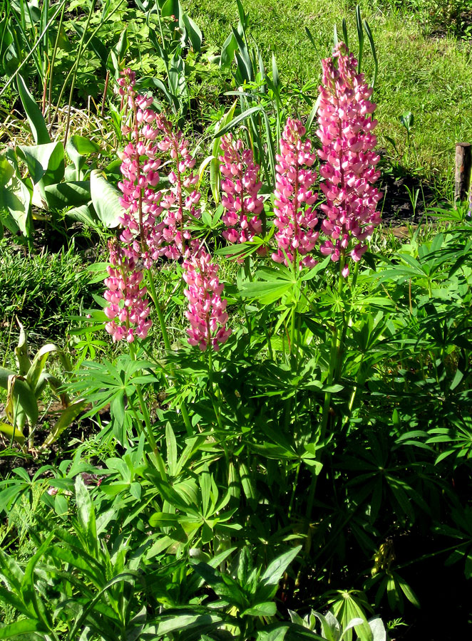 Изображение особи Lupinus &times; regalis.