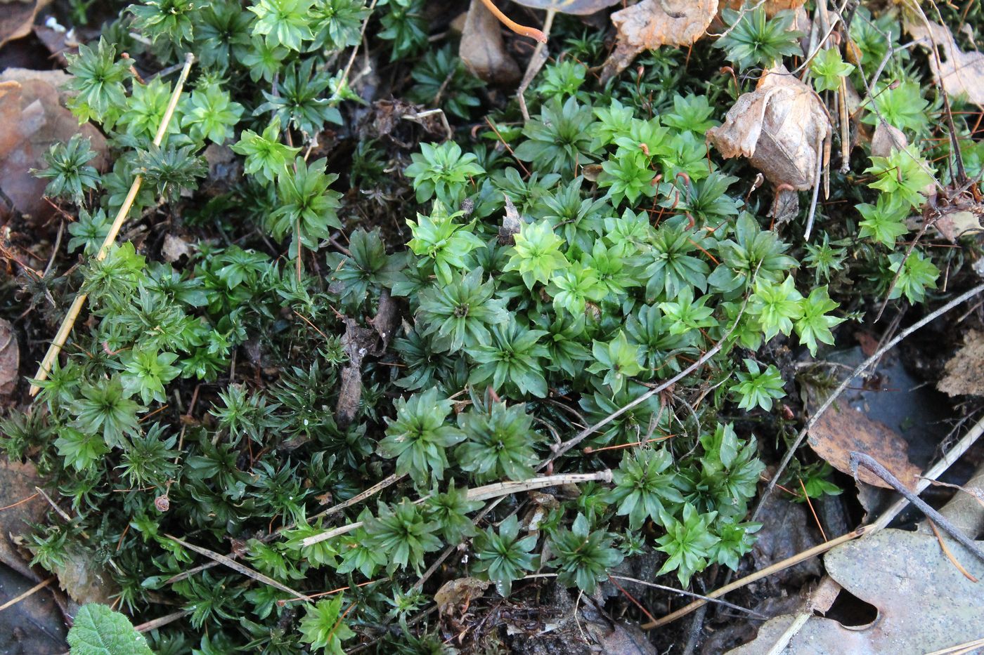 Изображение особи Rhodobryum roseum.