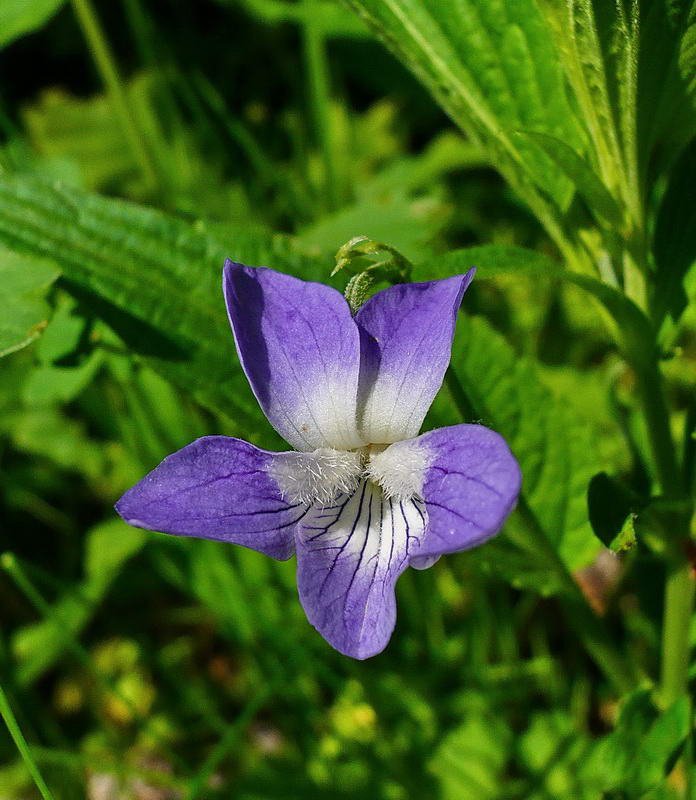 Изображение особи Viola elatior.