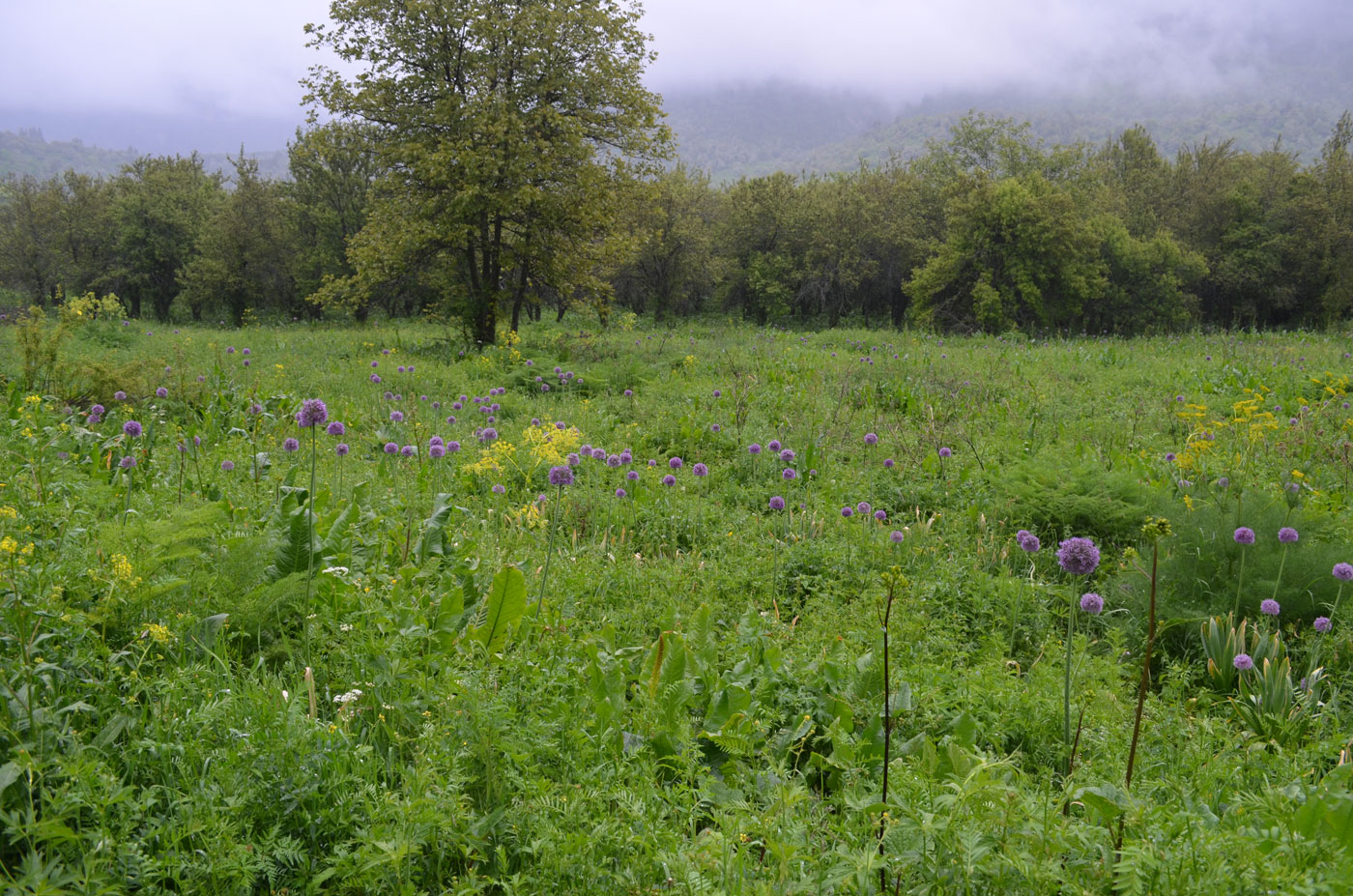 Image of Allium aflatunense specimen.