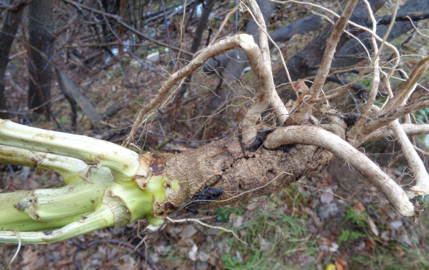 Изображение особи Brassica napus.