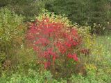 Euonymus europaeus. Плодоносящее растение. Беларусь, Гродненская обл., Новогрудский р-н, Кошелевский сельсовет, агрогородок Кошелево, пойма р. Драчиловка, опушка черноольшаника. 05.10.2018.