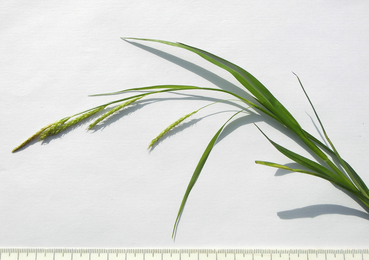 Изображение особи Carex sylvatica.