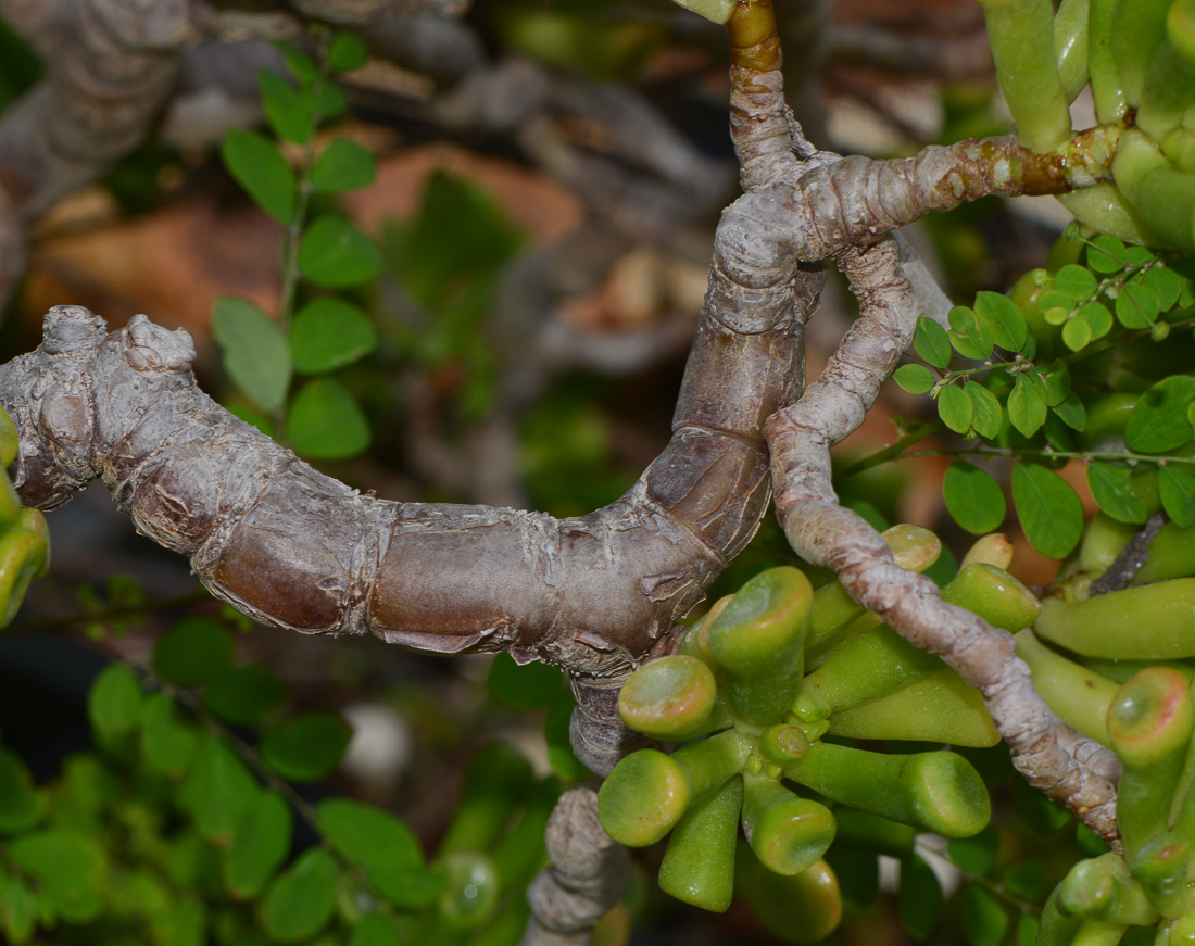 Image of Crassula ovata specimen.