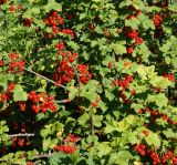 Ribes rubrum