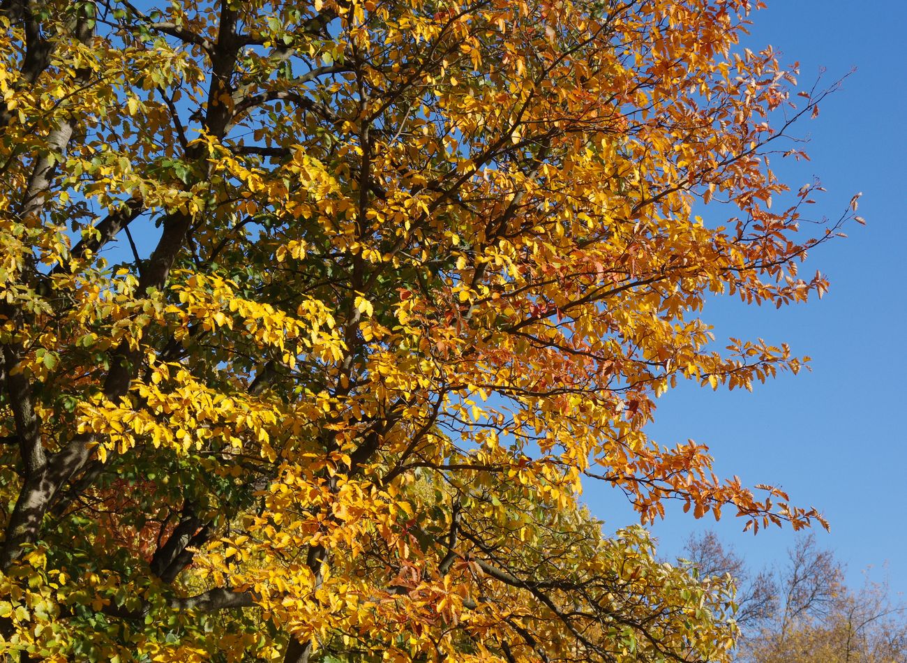 Image of Sorbus intermedia specimen.