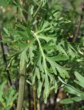 Artemisia absinthium. Лист. Окр. Архангельска, недействующая ж. д. 17.07.2013.