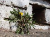 род Taraxacum. Цветущее растение. Краснодарский край, г. Краснодар, в кладке цоколя дома. 27.03.2019.