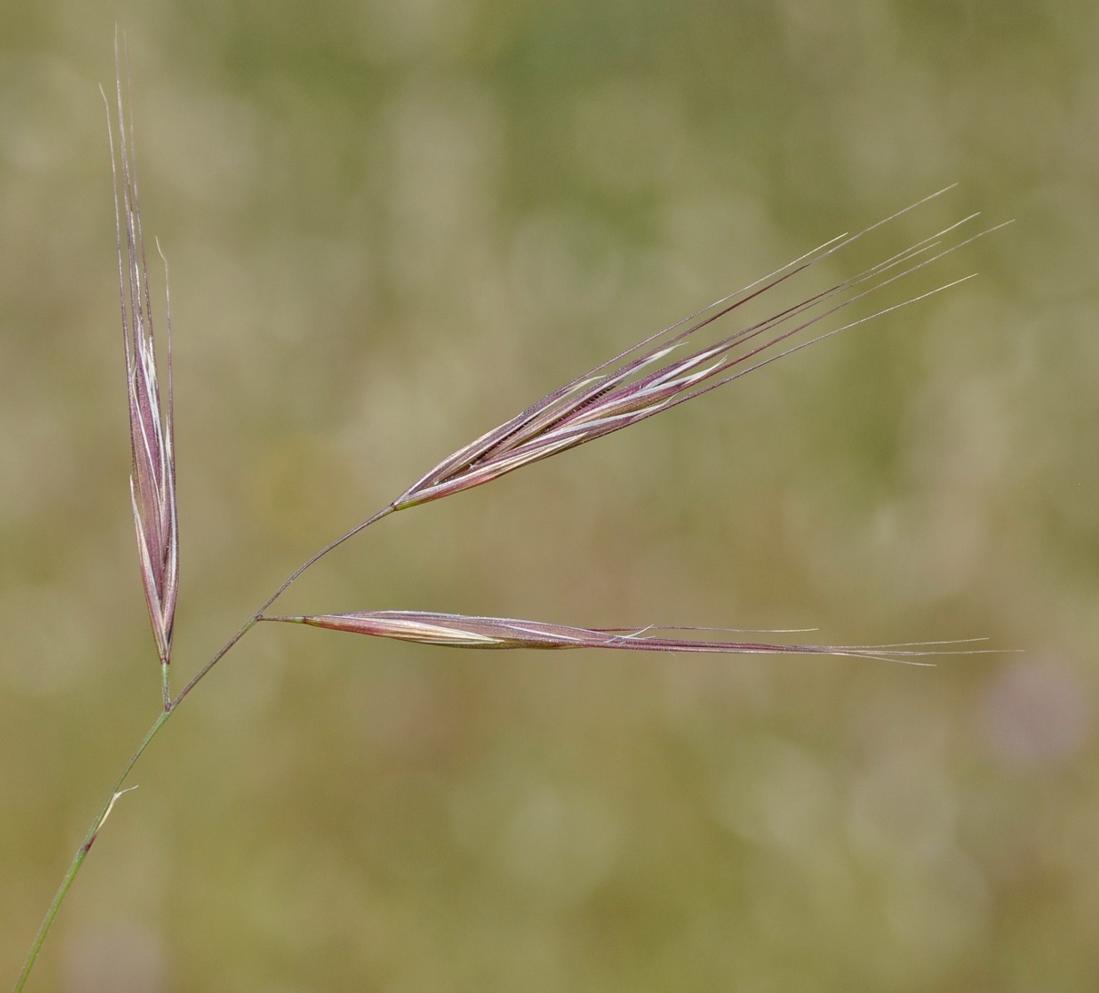 Изображение особи Anisantha sterilis.