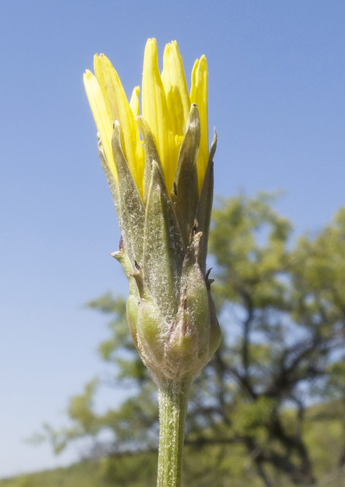 Image of Scorzonera laciniata specimen.