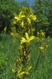 Asphodeline lutea. Верхушка соцветия. Крым, окр. Судака, гора Чатал-Кая, поляна в дубовом лесу. 16 мая 2019 г.