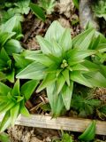 Fritillaria camschatcensis